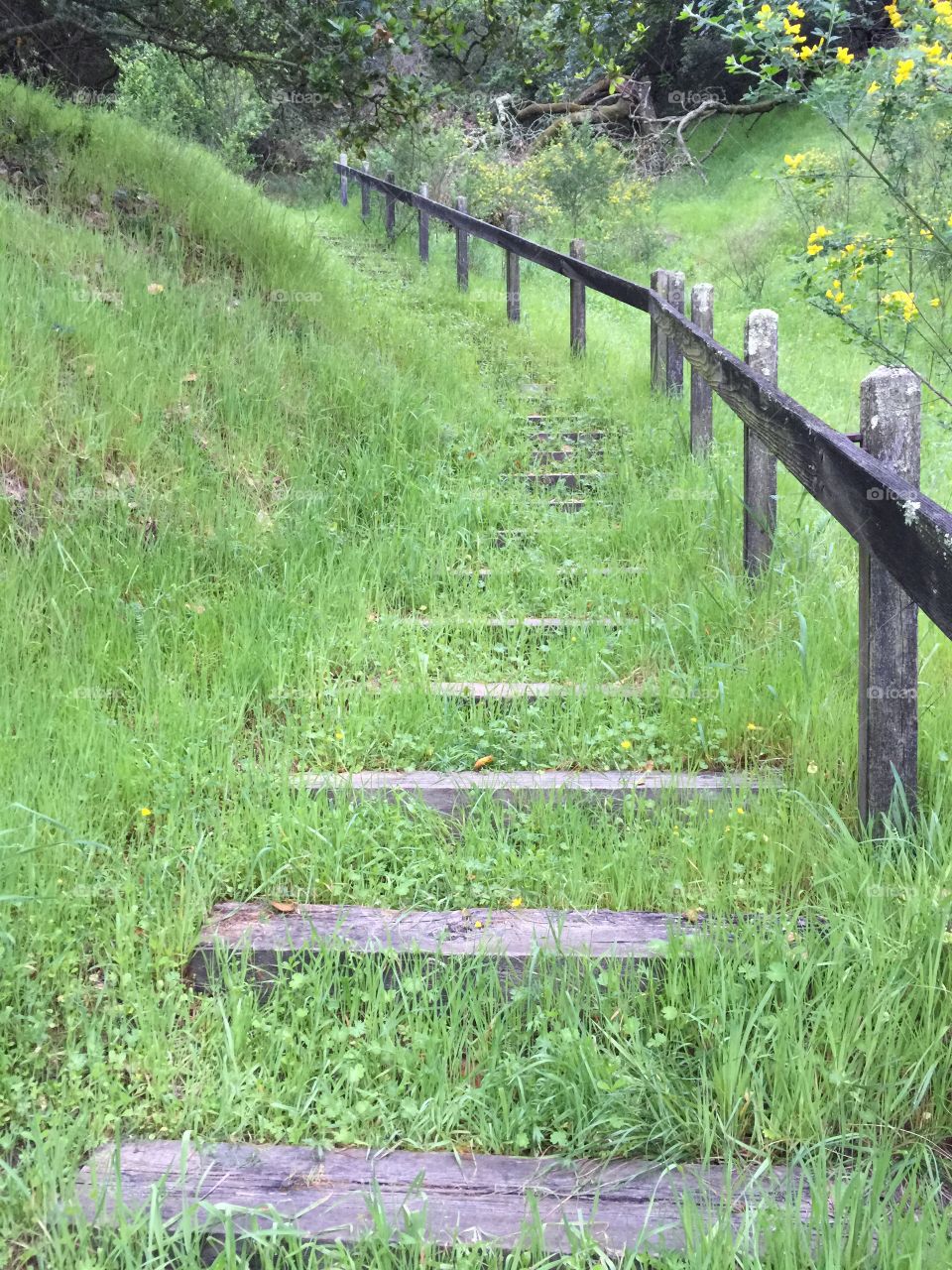Grassy Stair