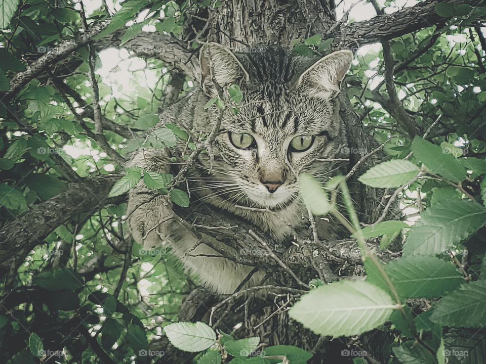 Cute domestic tabby cat playing in tree