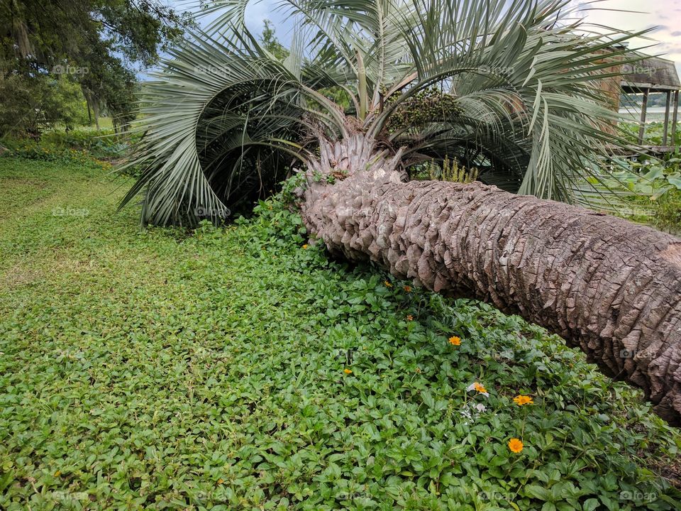 Palm Tree Lounging