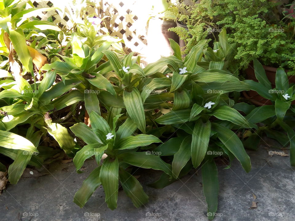 Leaf, Nature, Flora, Garden, No Person