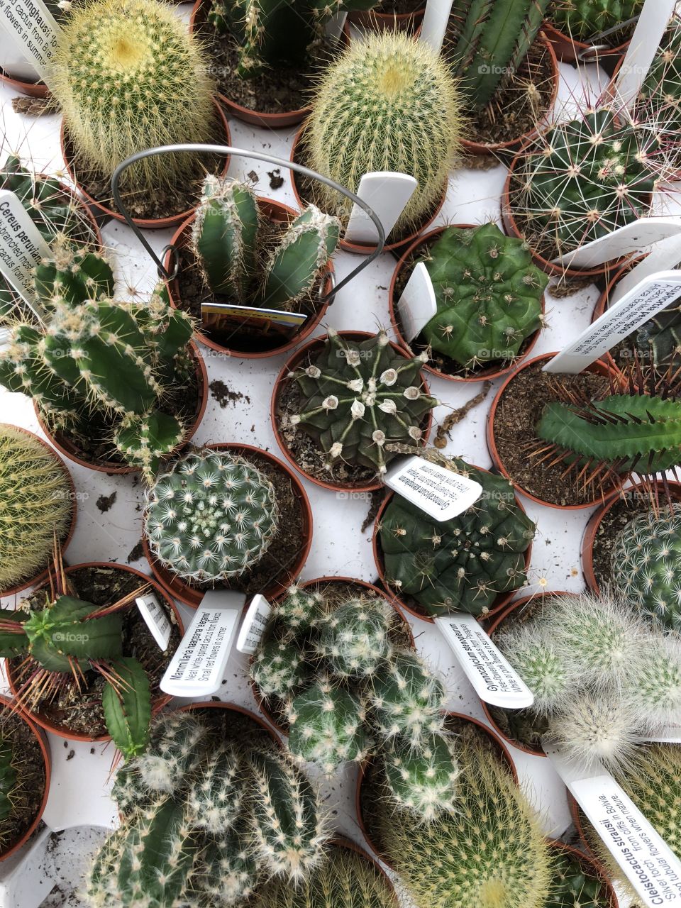 Cacti for all tastes and budgets here, plenty of choice to suit any cactus lover.