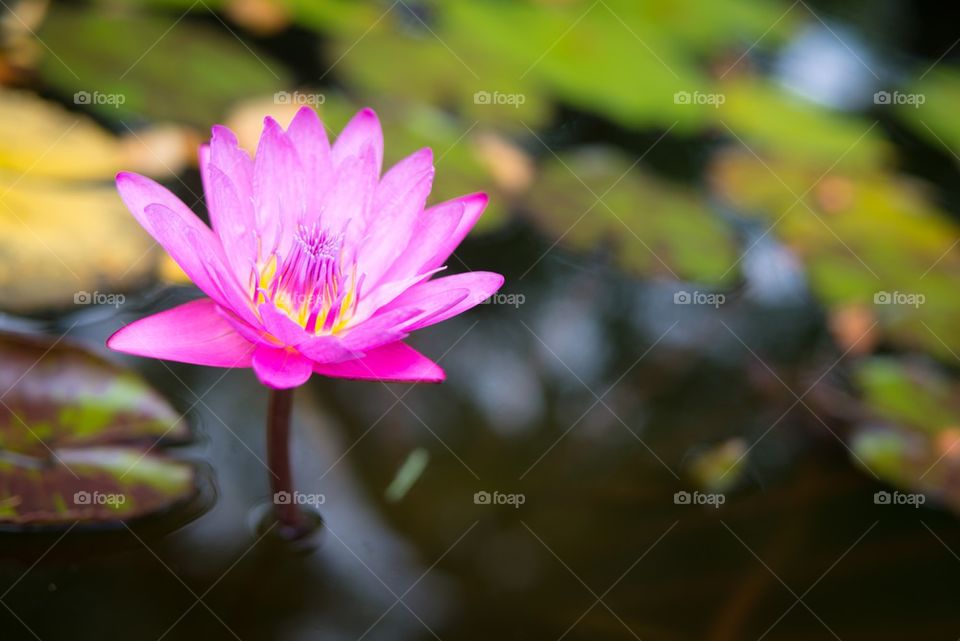 Pink Lily on a Pond