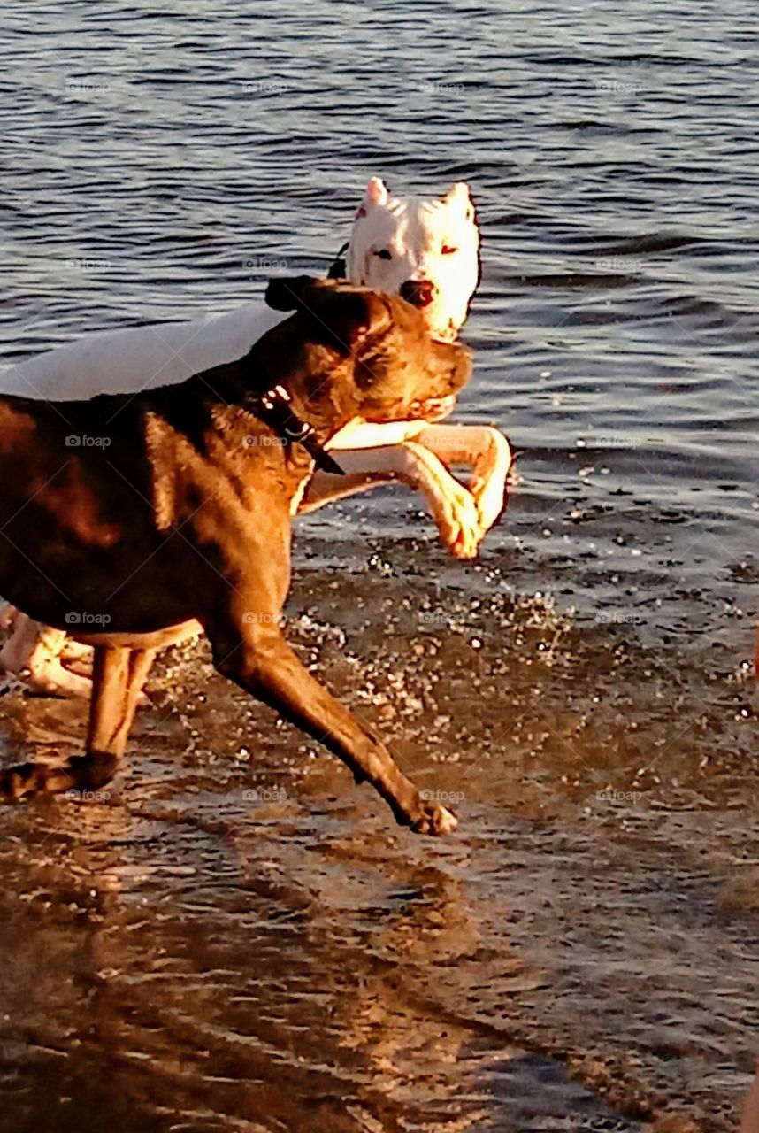 Boys will be Boys. This Dogo pup Loves his Buddy and the Water.