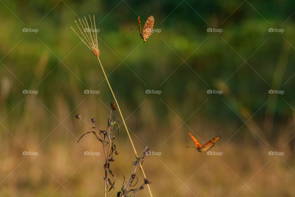 two butterflies fly free