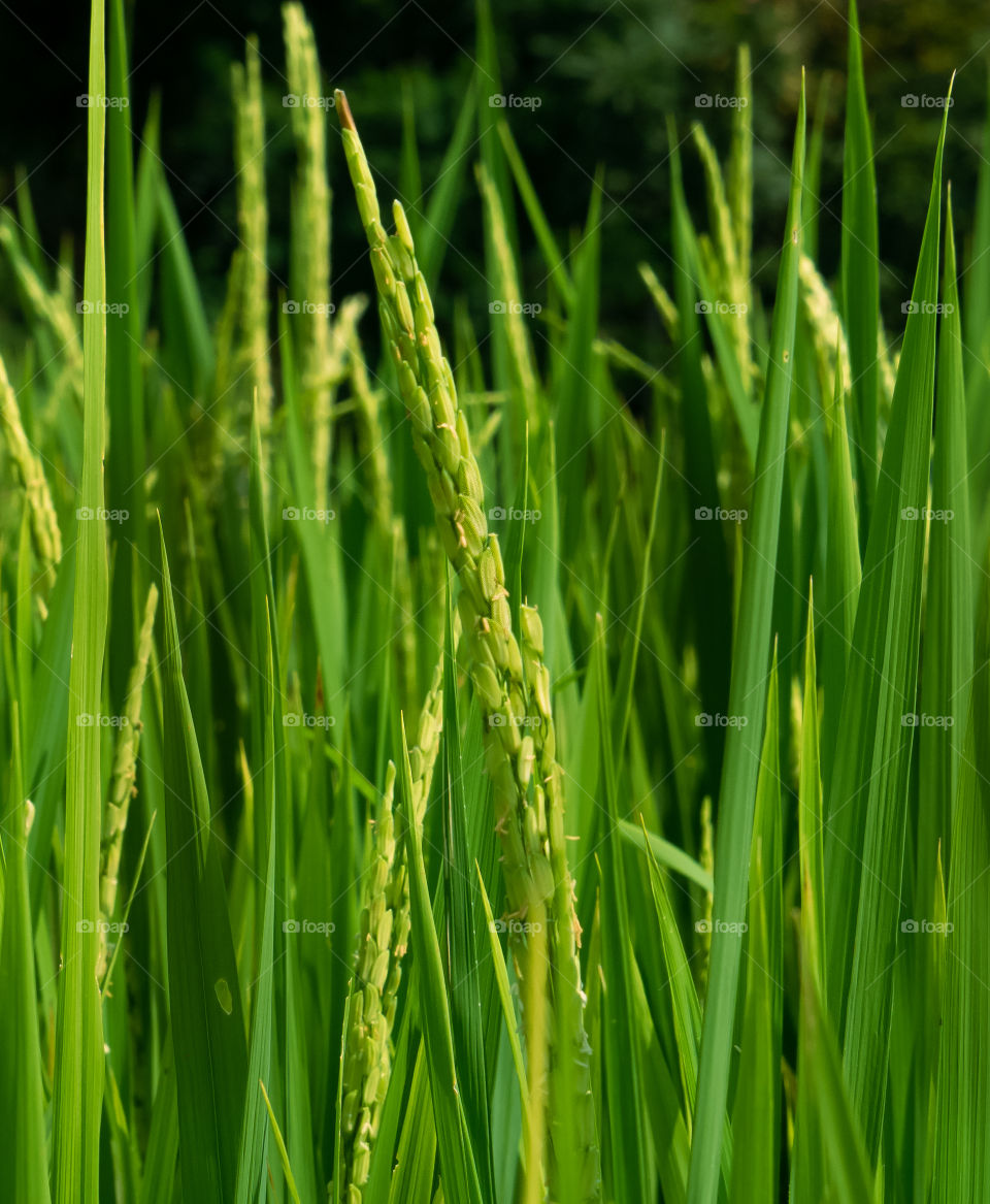 Rice field
