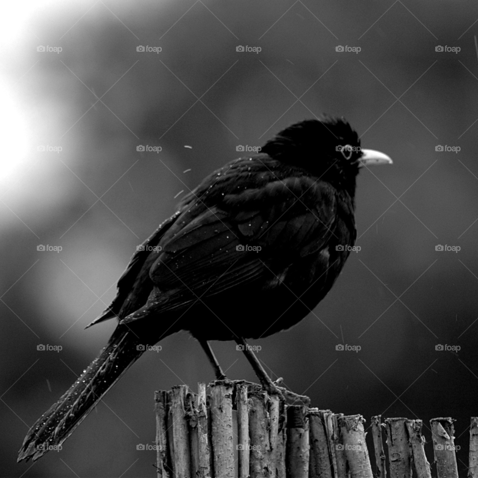 rain bird black and white black bird by ibphotography