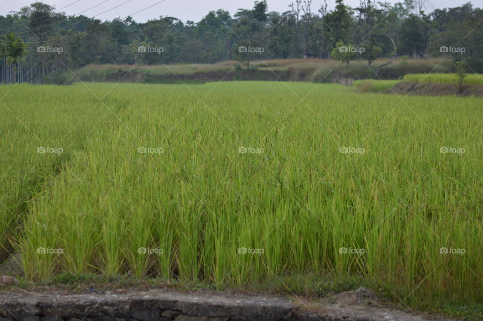 Rice field,farmer.