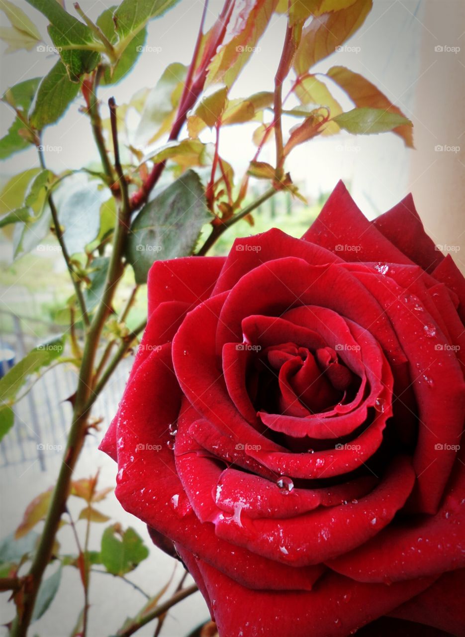 Power of flowers 🌹🍃