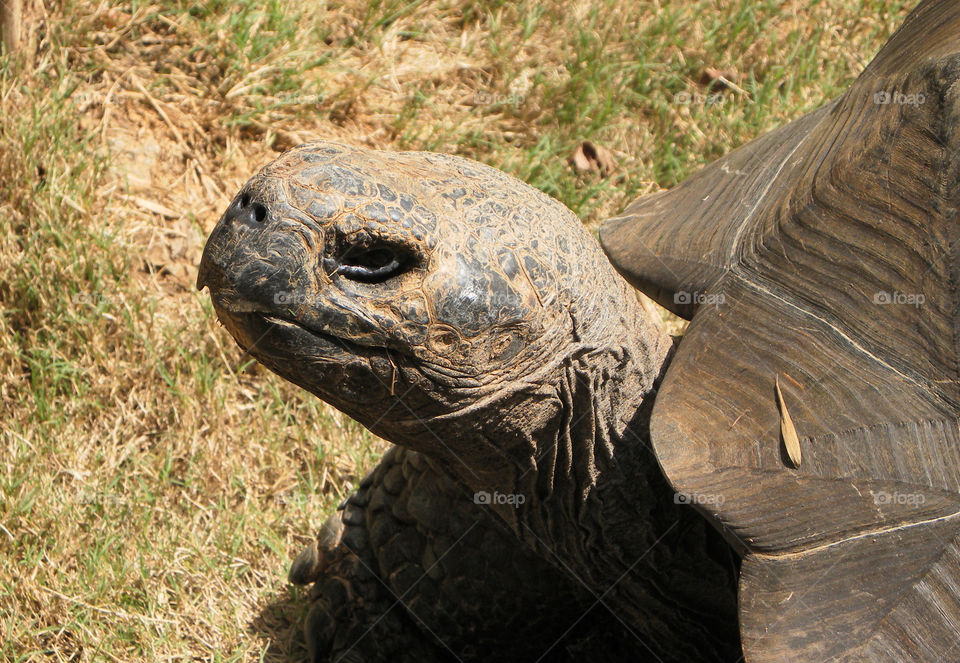 Tortoise head 2