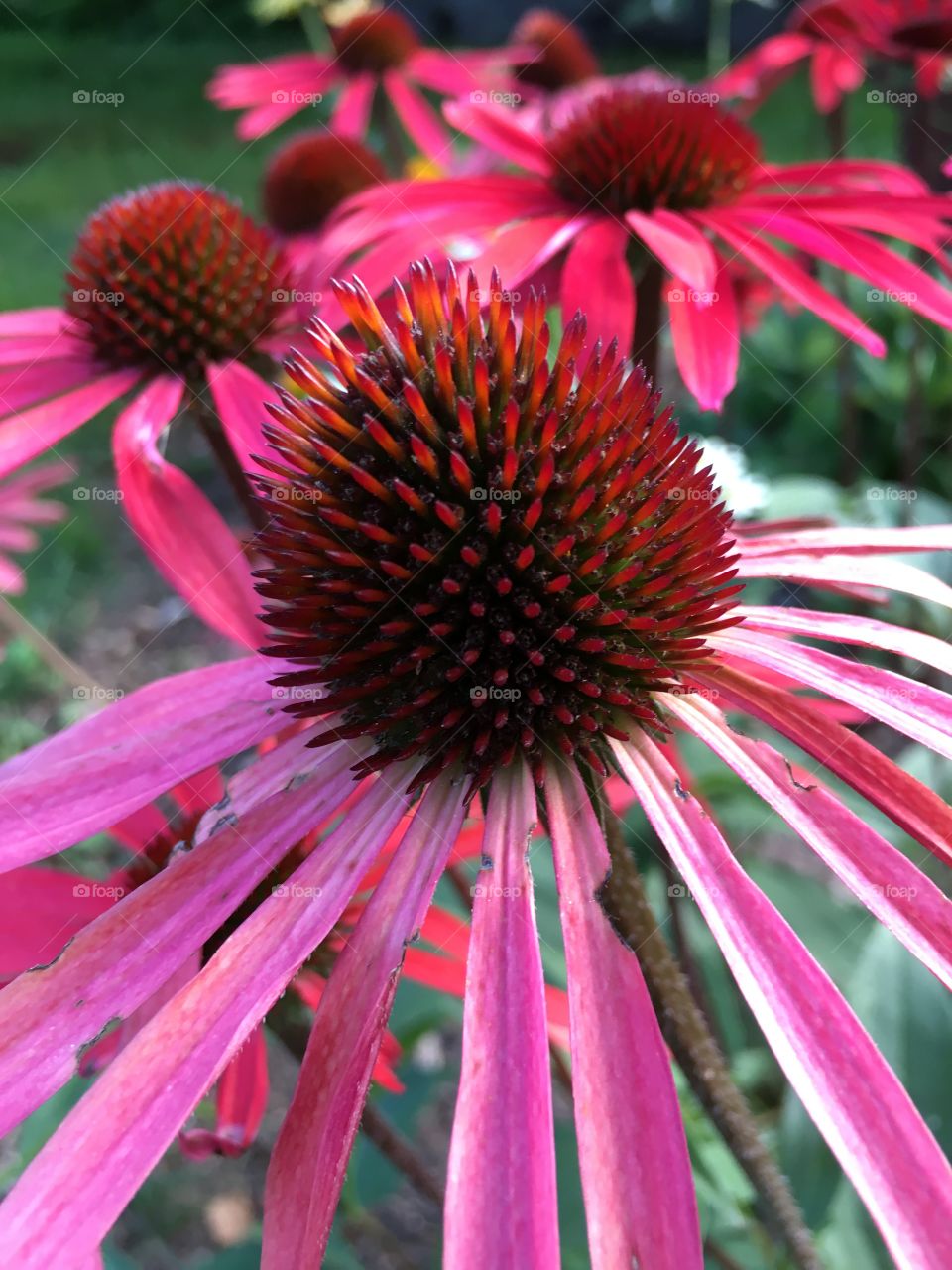 Close-up of pink flower