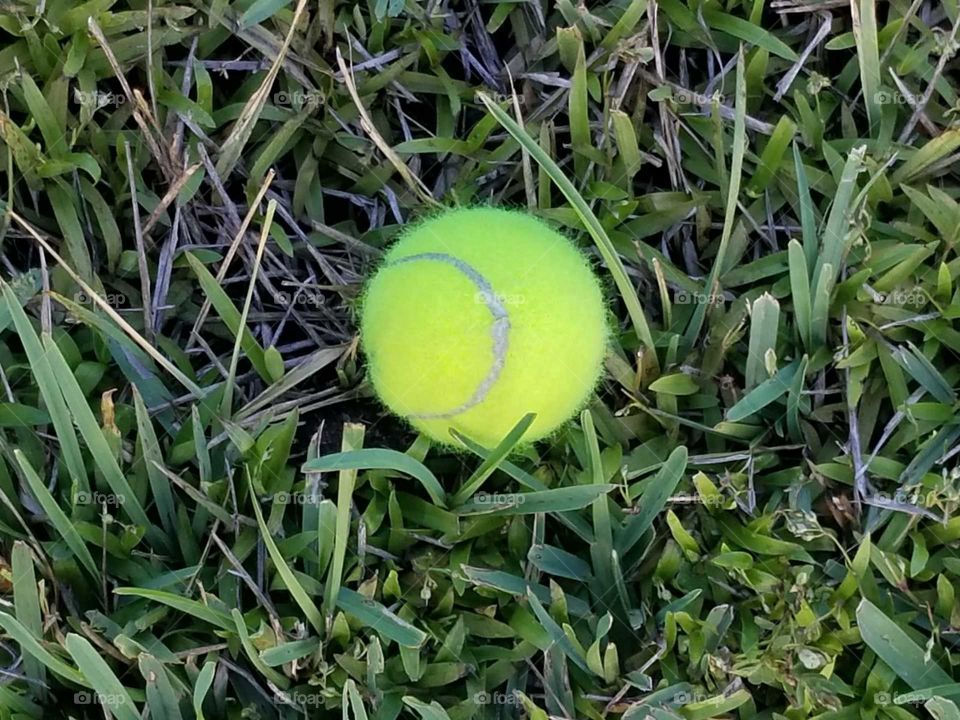 Tennis ball on the grass 