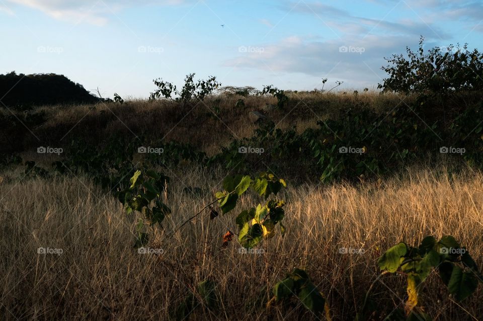 Dry leaves in the field for the fall season.