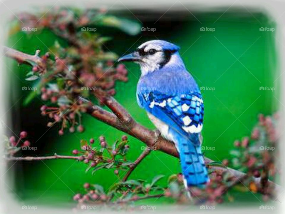 Blue Jay. Spotted while on a walk. 
