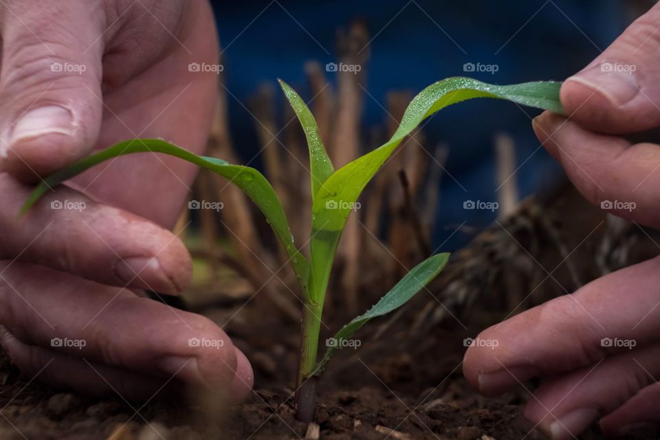 A farmer inspects the tender foliage of a corn sprout. Raleigh, North Carolina. 