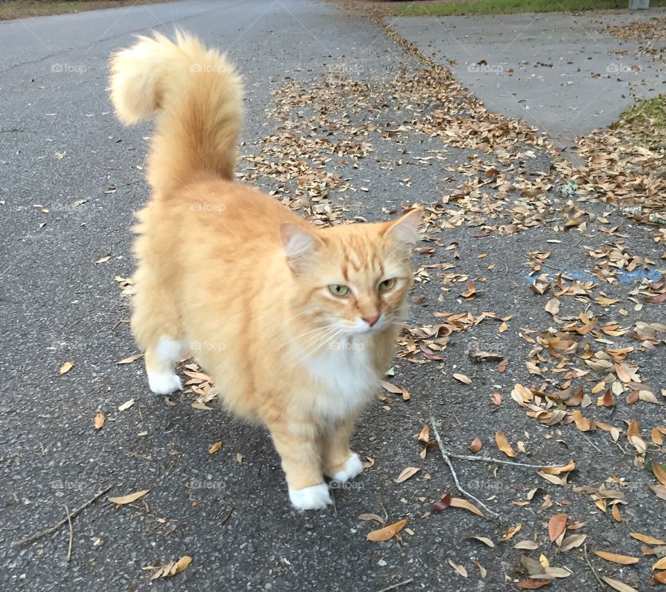 Portrait of a cat