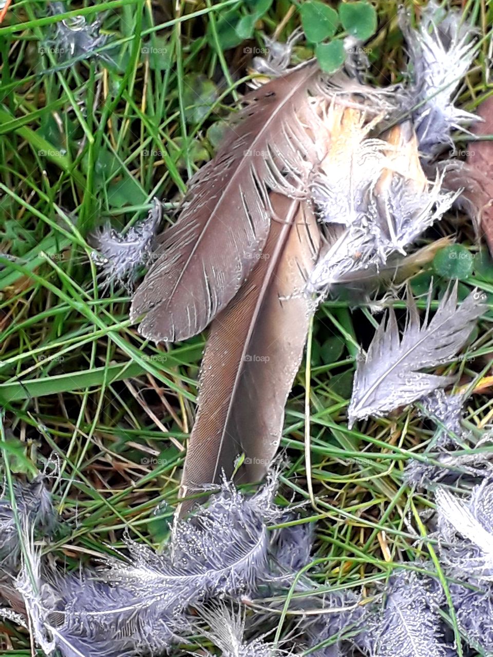 feathers and down - remains of a meal in misty morning