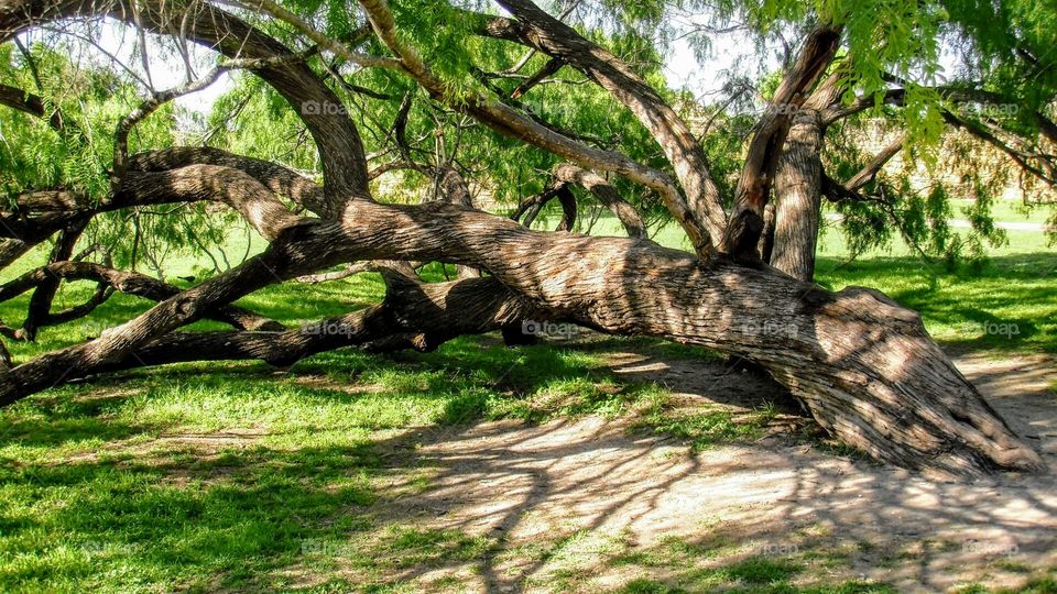 Beautiful mature mesquite trees. This is how they grow near the ground.