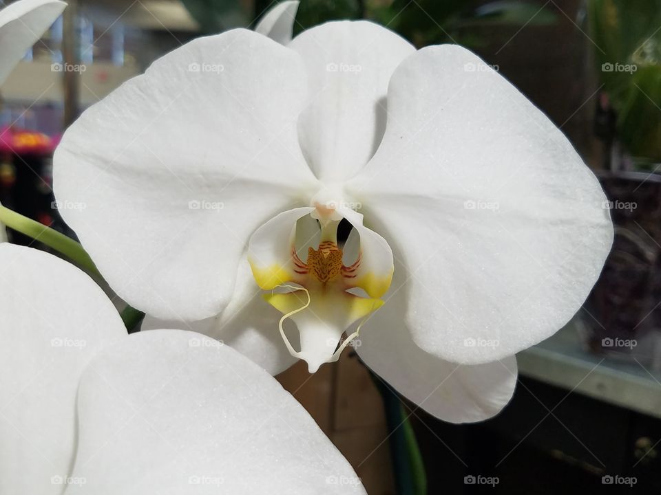 Close up of White Orchid