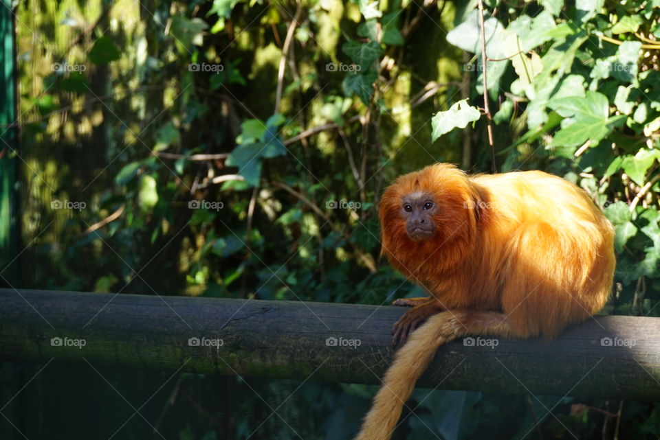 lion monkey