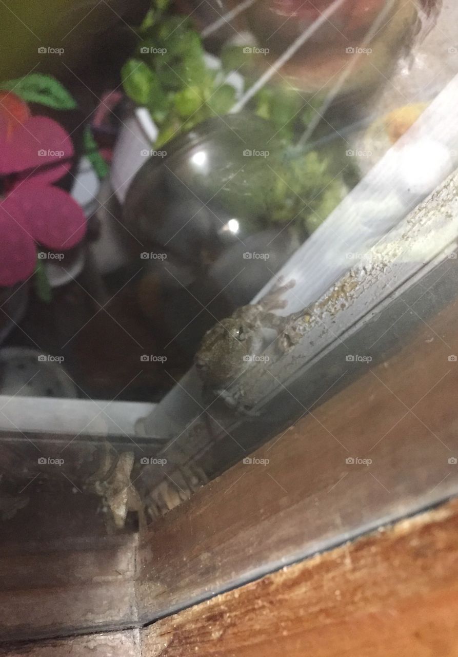 Frog on window sill looking in