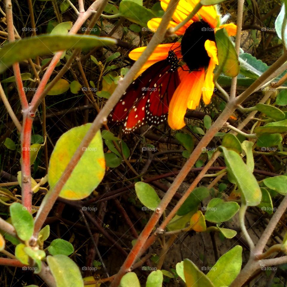 Monarch Butterfly At Wild Sunflower