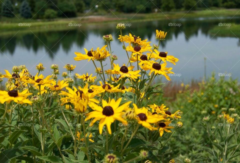 By the pond. Black-eyed Susan , by the pond on a Spring day at Morton Arboretum.