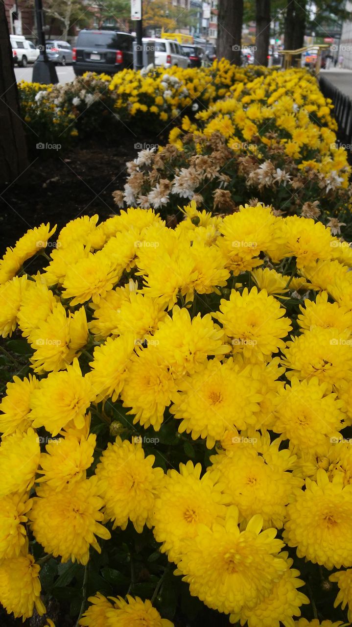 Flower, Nature, Flora, Garden, No Person