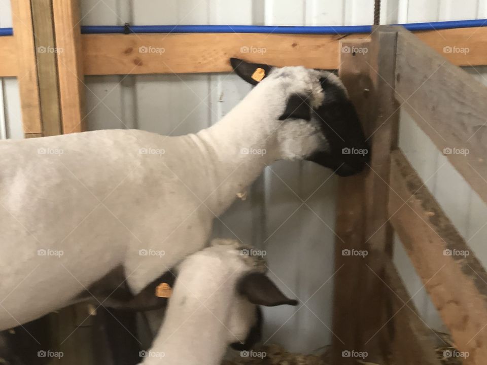 Sheep that have been shared
