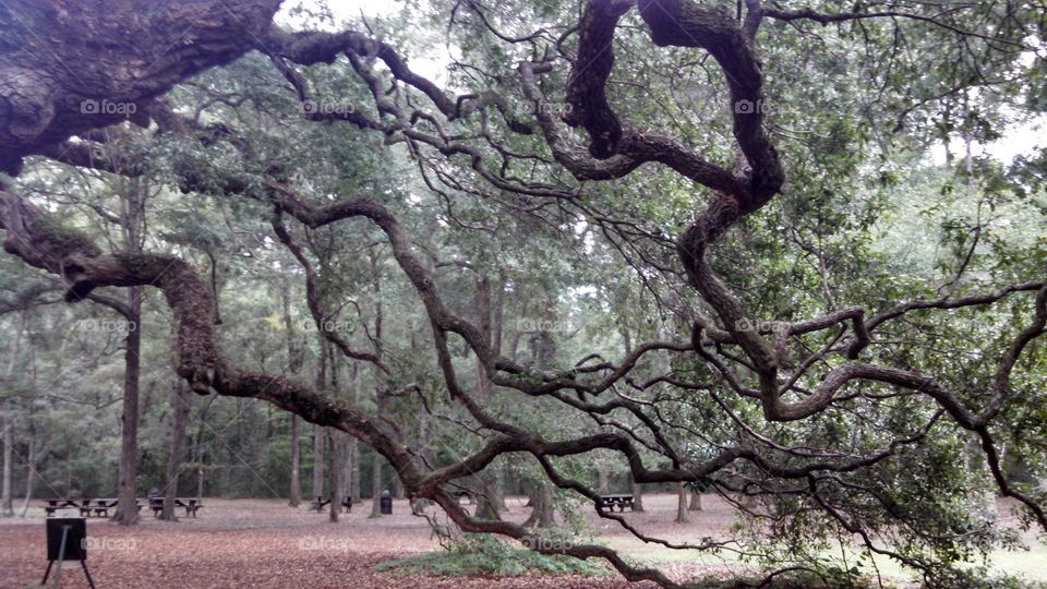 Angel Oak Tree Brancve