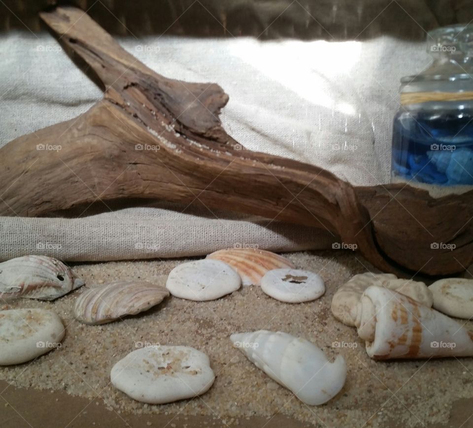 seashell driftwood