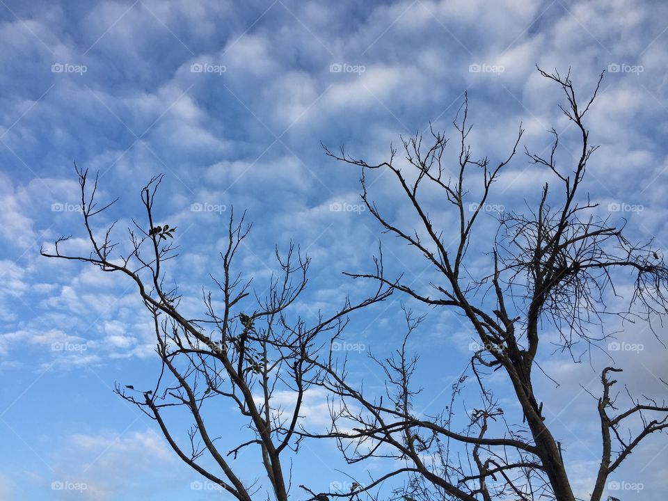 The tree without leaves 