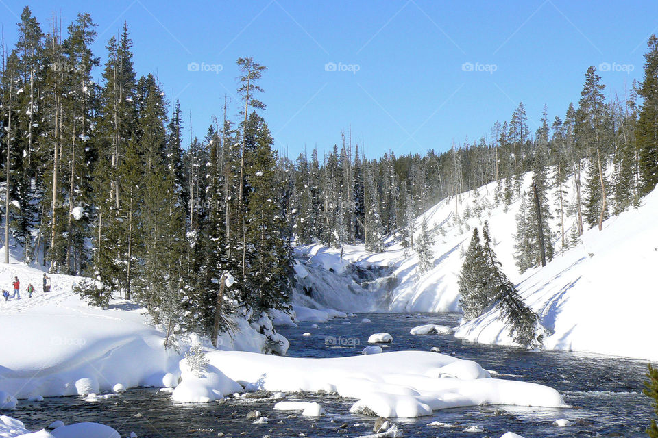 Scenic riverside view of pine trees in winter