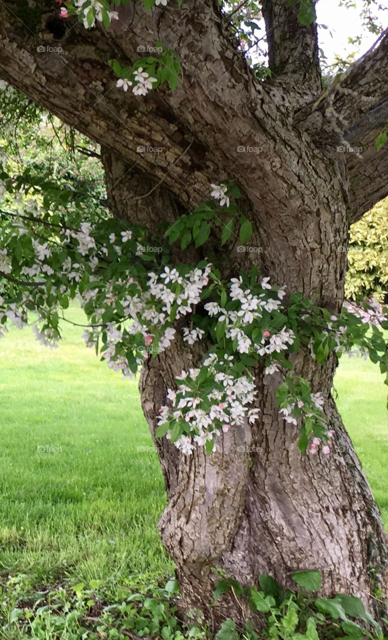 Cherry blossom tree trunk hugged by cherry branches. 