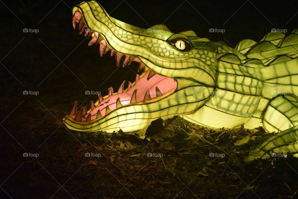 Alligator Lantern