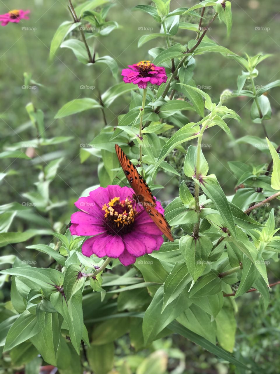 Two pink zinnias and an orange butterfly 