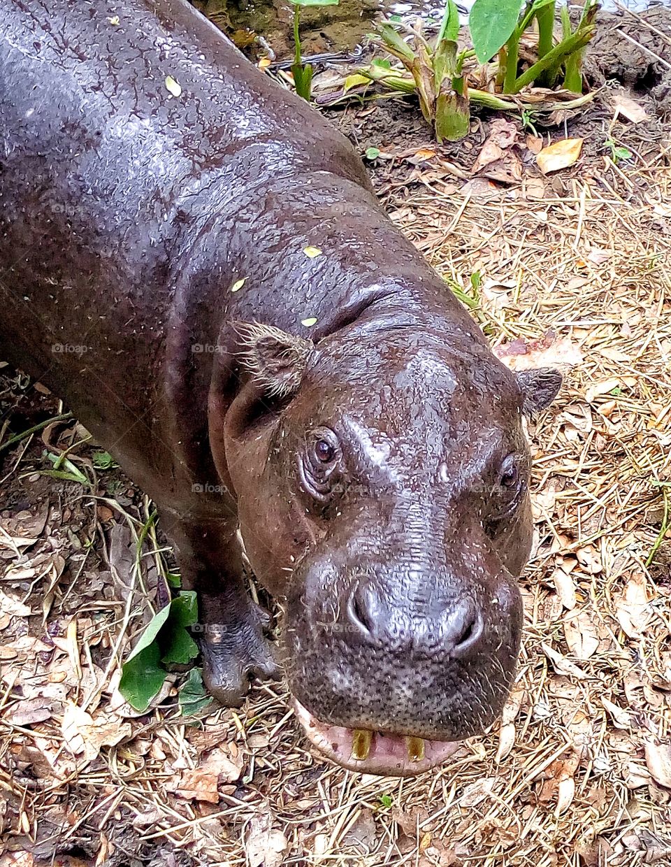 Angry bared hippos
