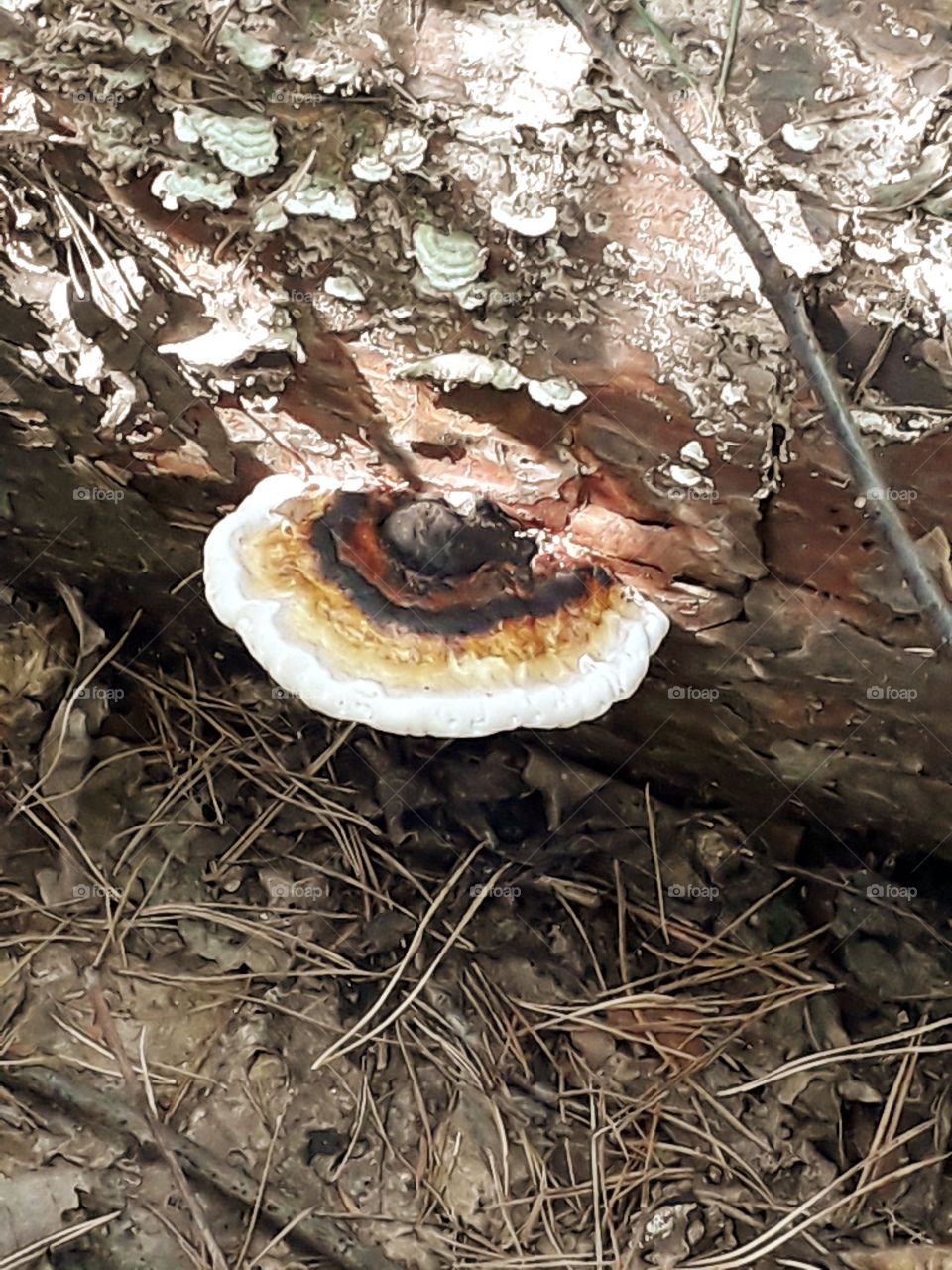 multicoloured hub  on a fallen tree trunk in the morning