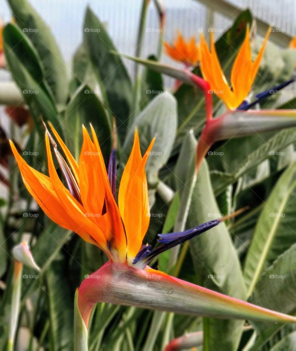 Flowers in full bloom