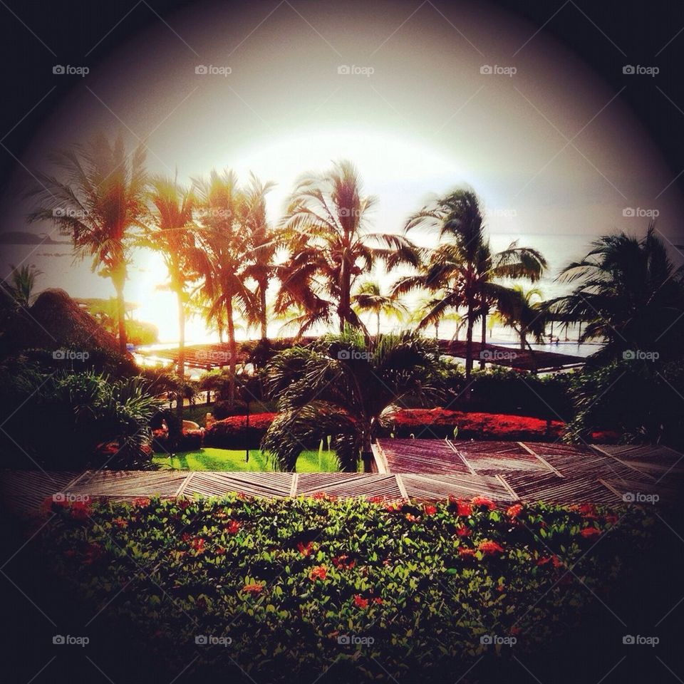 beach sun resort palm trees by isabella.c.distefano