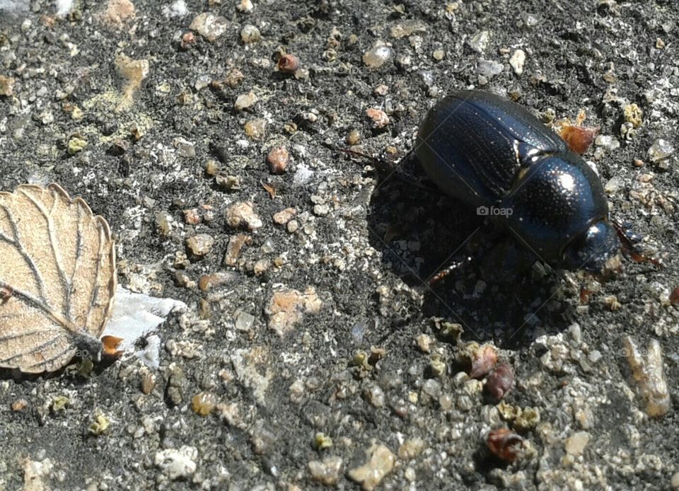 Bailey Beetle. black beetle on walking path in old golf course.