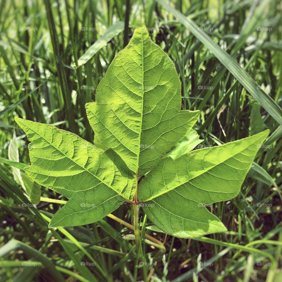 Green leaf