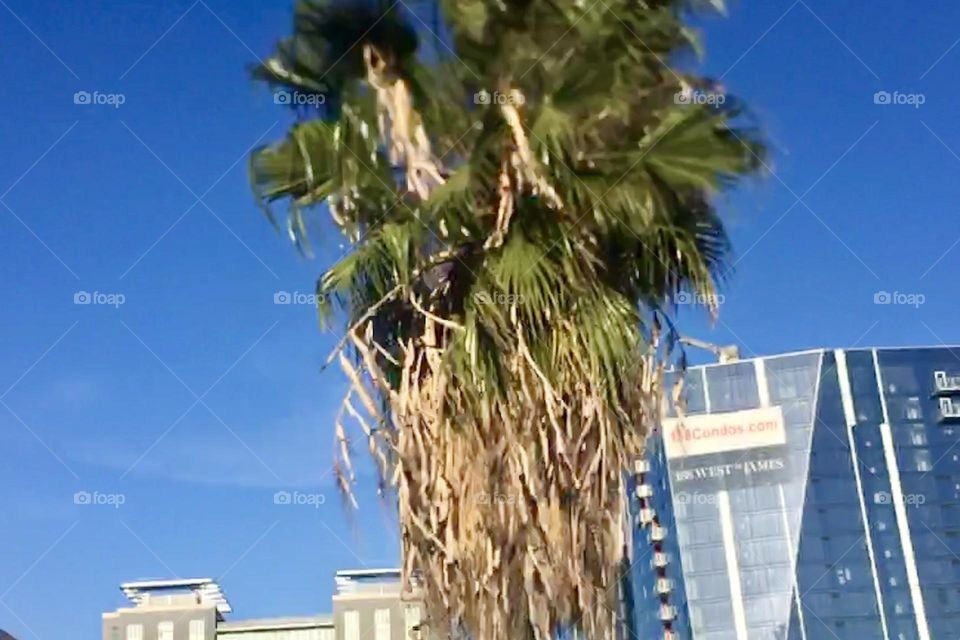 Palm tree seen from freeway 