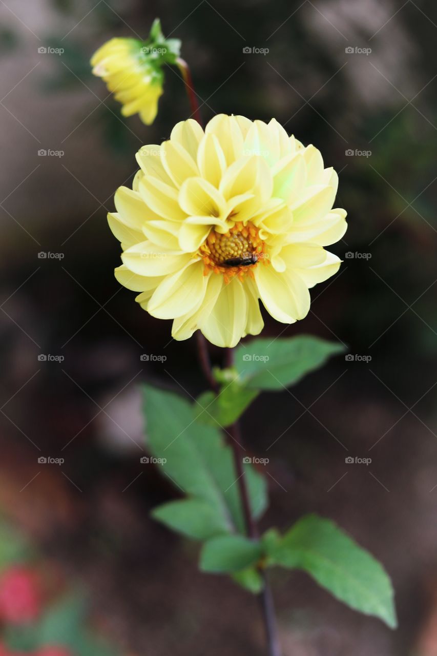 flower with housefly ;)