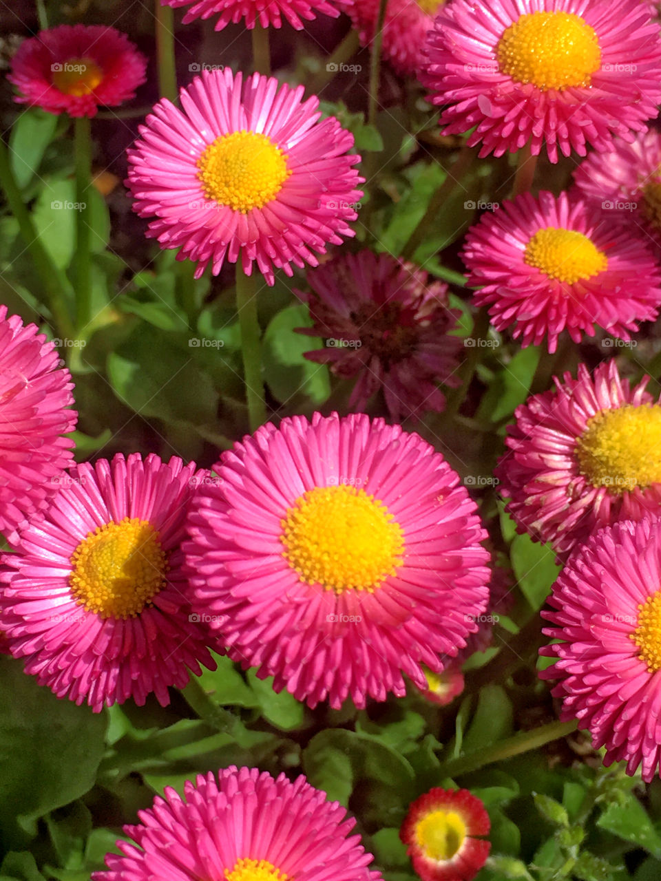 Pink daisies 