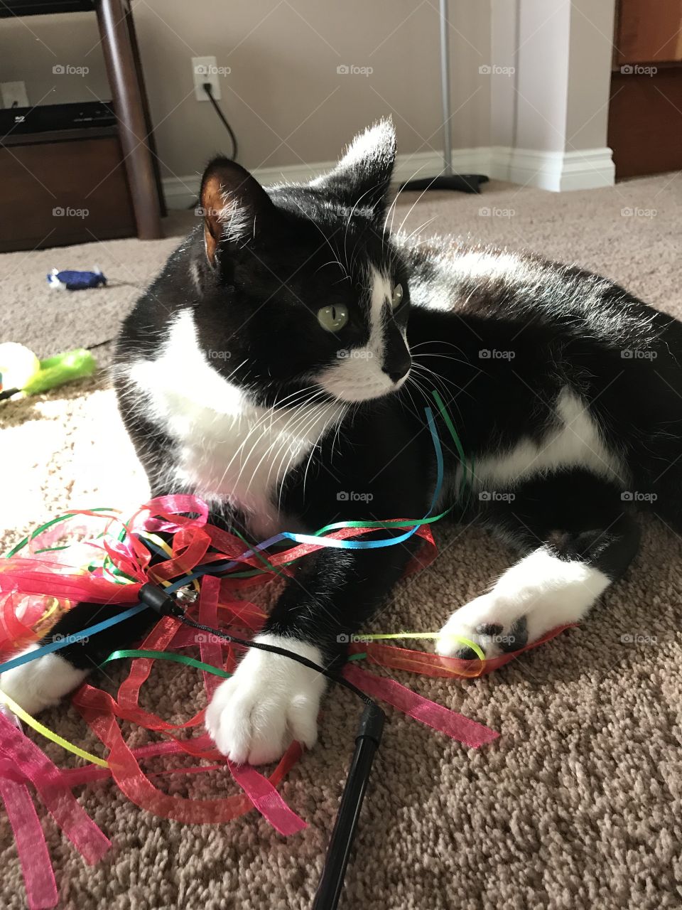 My Bailey cat! The tuxedo cat!