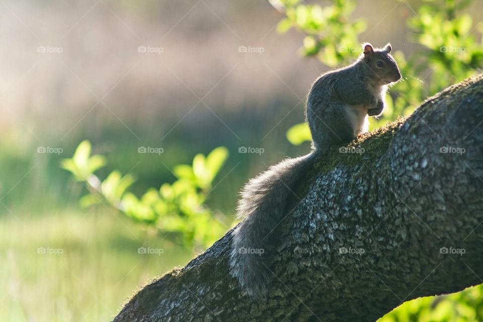Close-up of squirrel eating on tree trunk