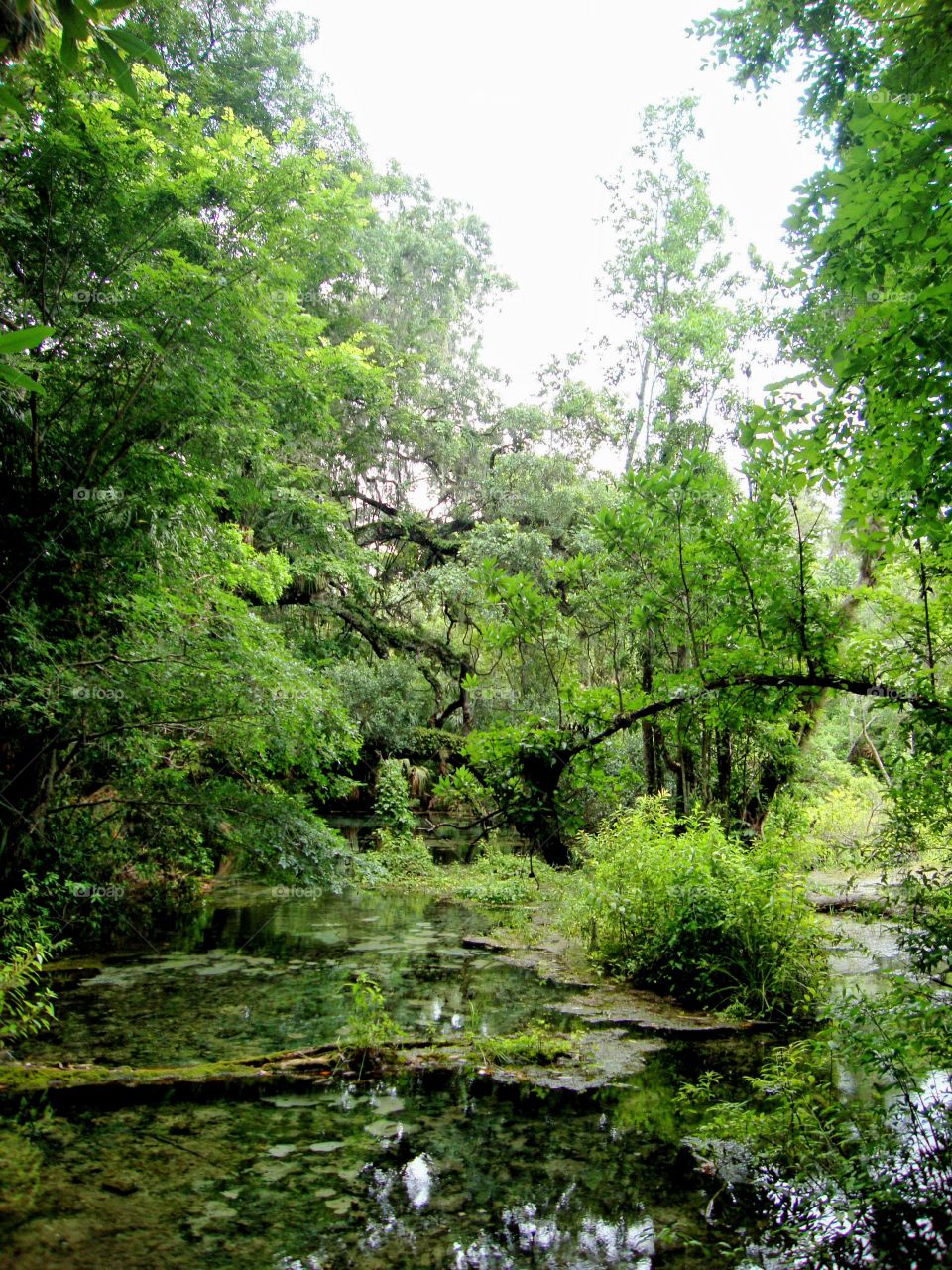 Forest in Every View