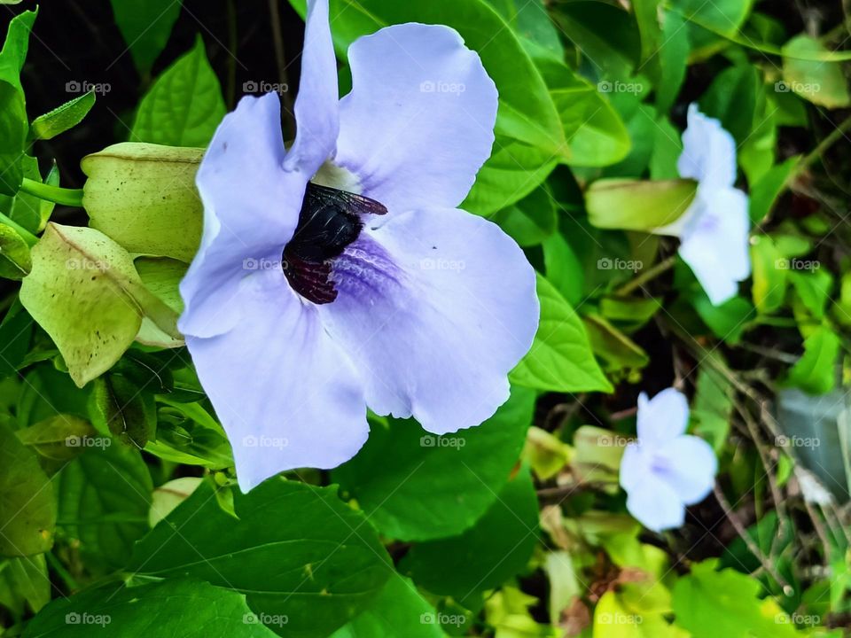 Pollination of lourel clockvine by black carpenter bees.Carpenter bees come out to collect nectar from clockvine flowers.