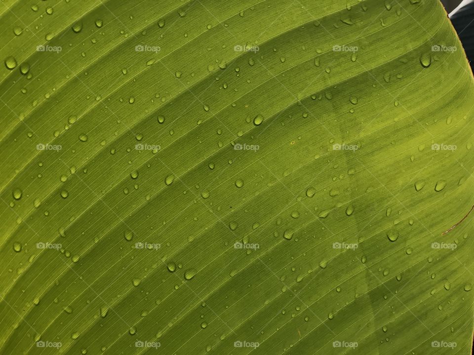 Green Pattern 