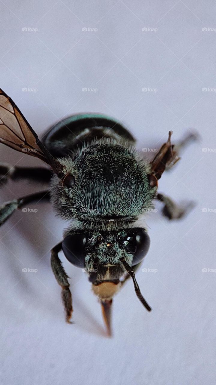 Saddest Bee who realised that he can't fly anymore ! bee who lost one of his wings, disabled insects